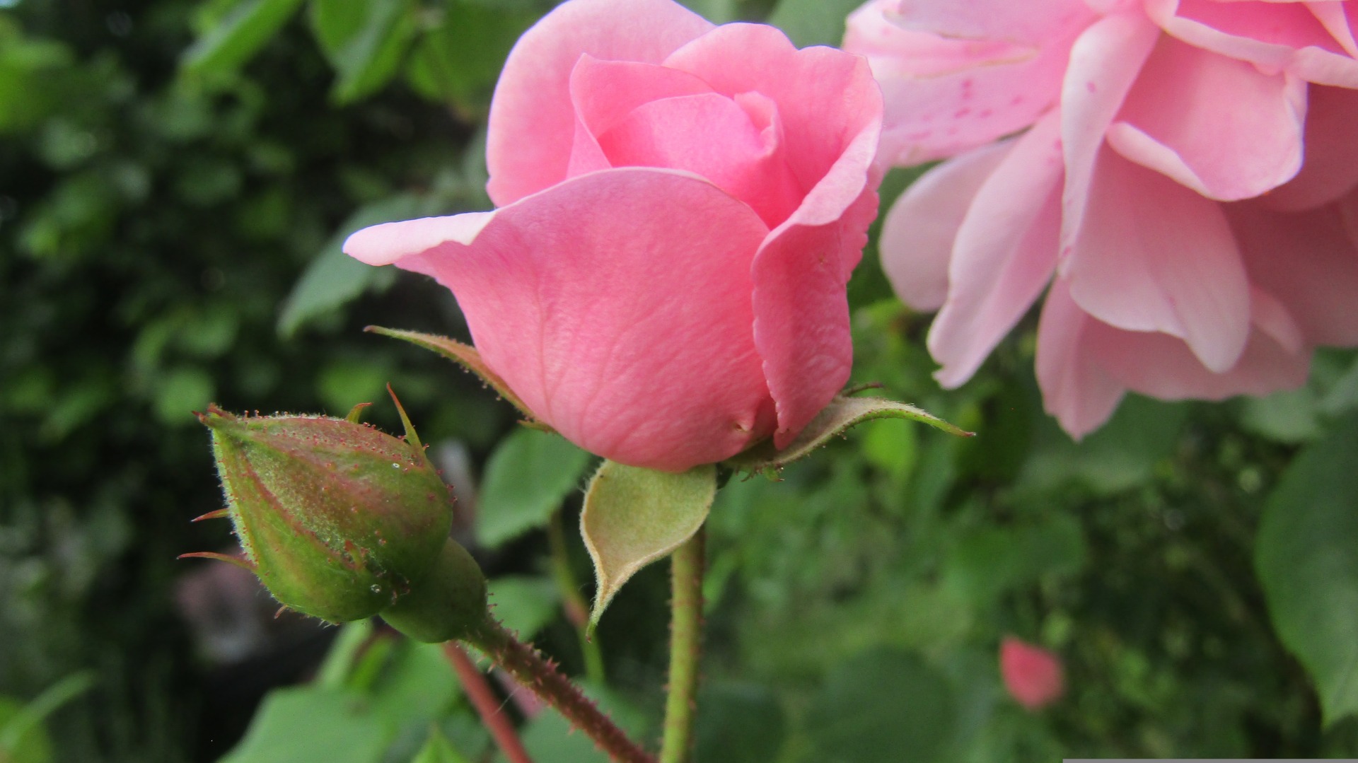 Tutkijoiden mukaan mielenterveys ei ole yksittäinen tunne. KUVITUSKUVA