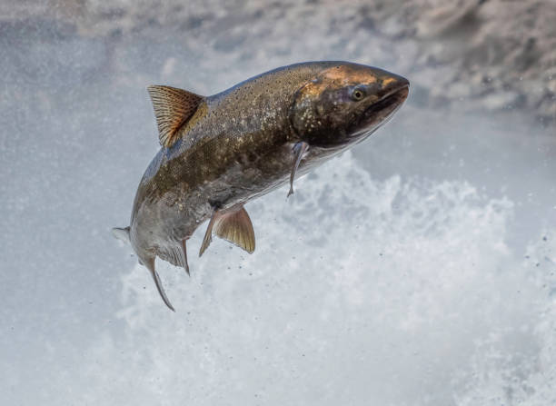 Tutkijat korostavat, että huumausainejäämät ovat kasvava globaali ympäristöongelma. KUVITUSKUVA/ iStock 